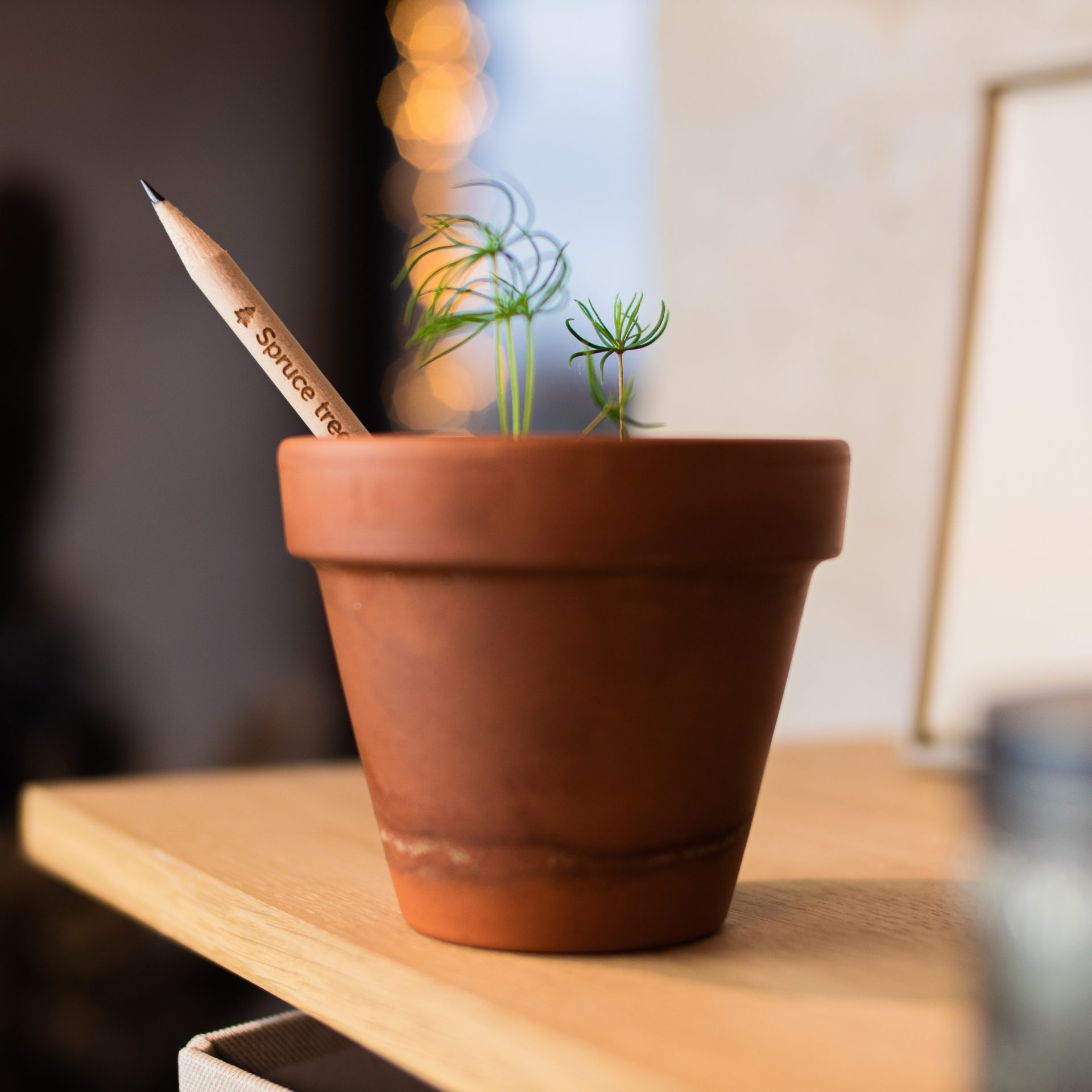Sustainable Corporate Gifts Singapore SproutWorld Singapore